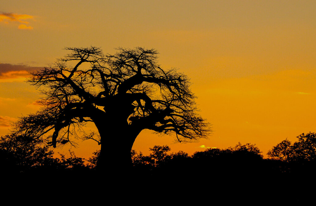Photo of baobab tree at sunset in Africa